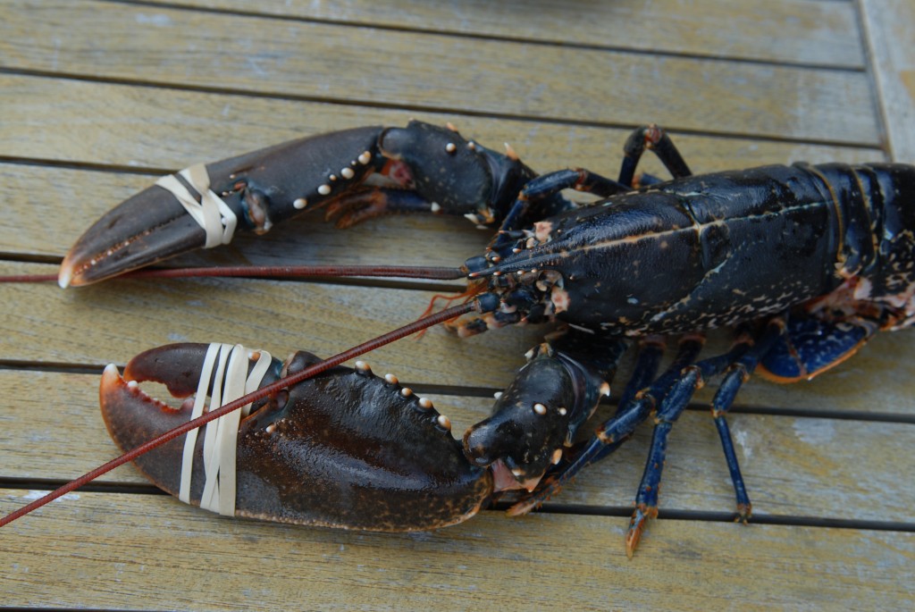 Homard bleu breton 